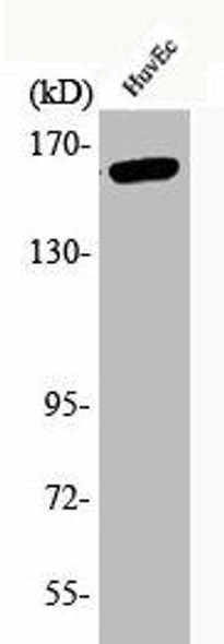 Phospho-KDR (Y1175) Antibody (PACO00209)