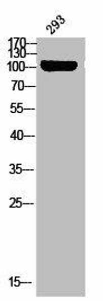 Phospho-CSF1R (Y809) Antibody (PACO02483)