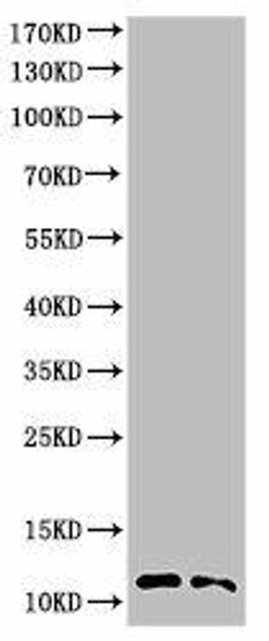 Cleaved-CASP3 (D175) Antibody (PACO06028)