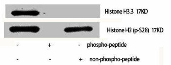 Phospho-Histone H3 (S28) Antibody (PACO06129)