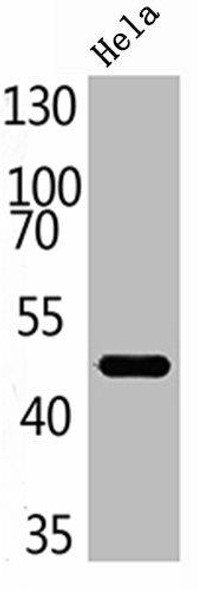 TF Antibody (PACO06867)