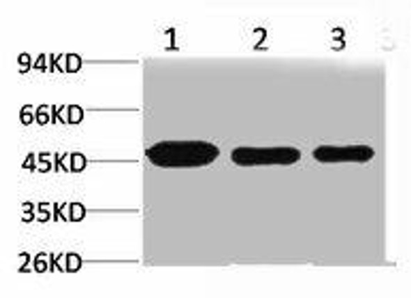 MAP2K1 Antibody (PACO07040)