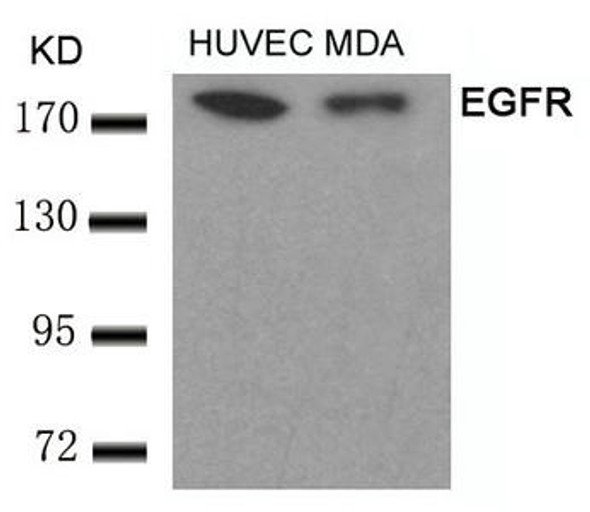 EGFR (Ab-693) Antibody (PACO21392)
