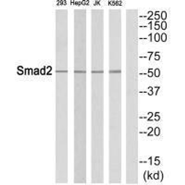 SMAD2 (Ab-465) Antibody (PACO21649)