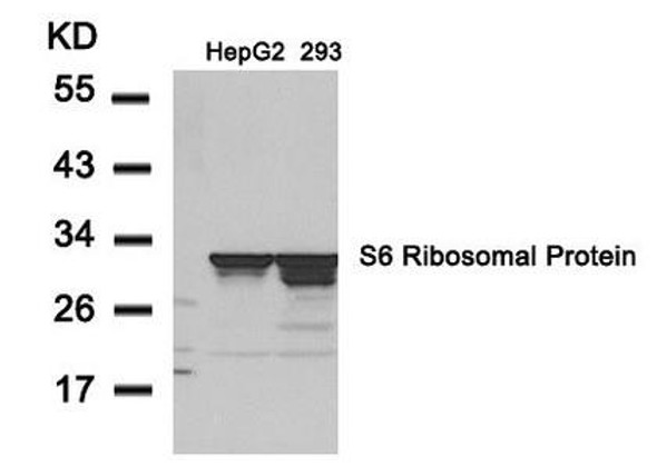 RPS6 (Ab-235) Antibody (PACO23572)