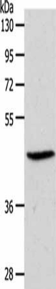S1PR3 Antibody (PACO19009)