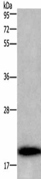 BBC3 Antibody (PACO17629)