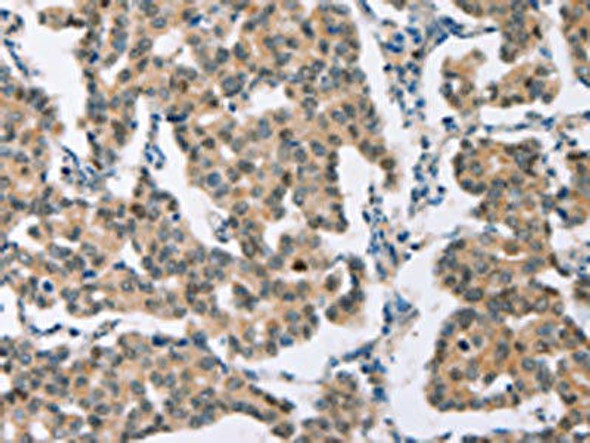 BAI2 Antibody (PACO19340)