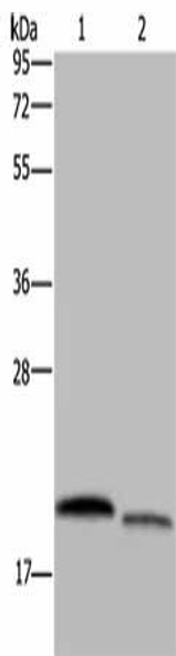 RHEB Antibody (PACO20095)