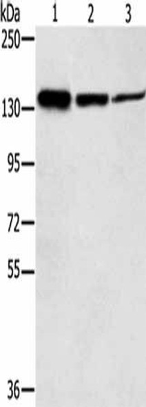 SMC2 Antibody (PACO20552)