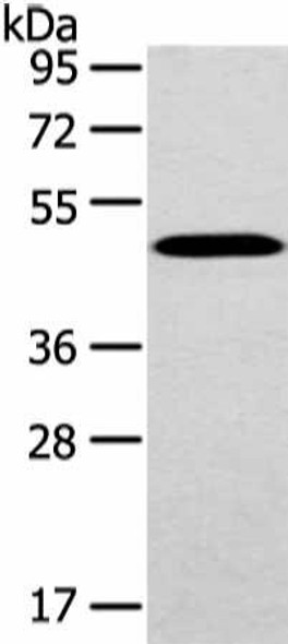 WWOX Antibody (PACO20929)