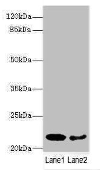 PRDX2 Antibody (PACO46442)