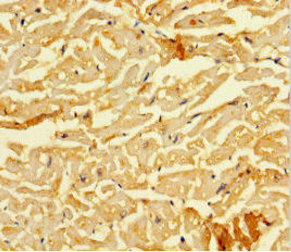 SMAD1 Antibody (PACO46526)