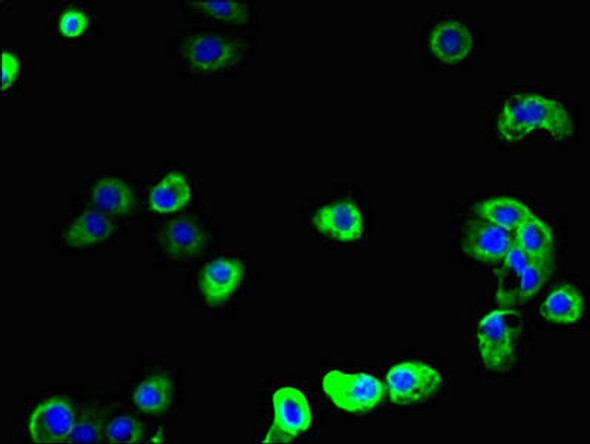 SCAMP2 Antibody (PACO29748)