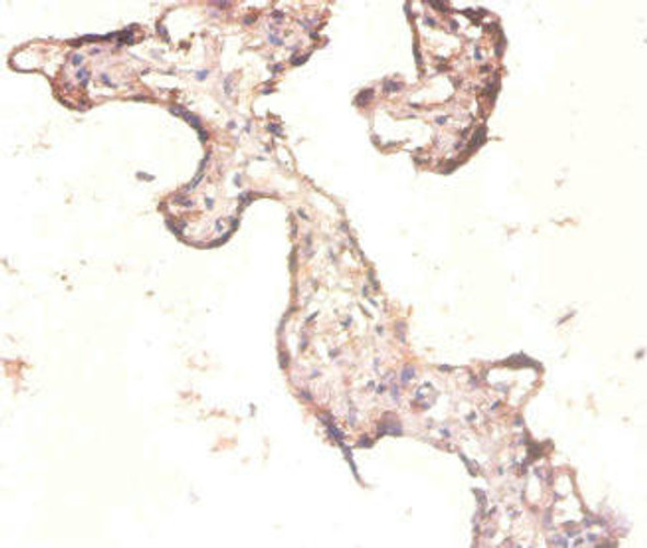 RPL3 Antibody (PACO30622)