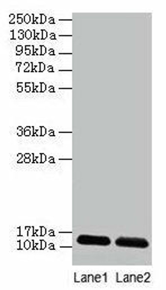 DAD1 Antibody (PACO31624)