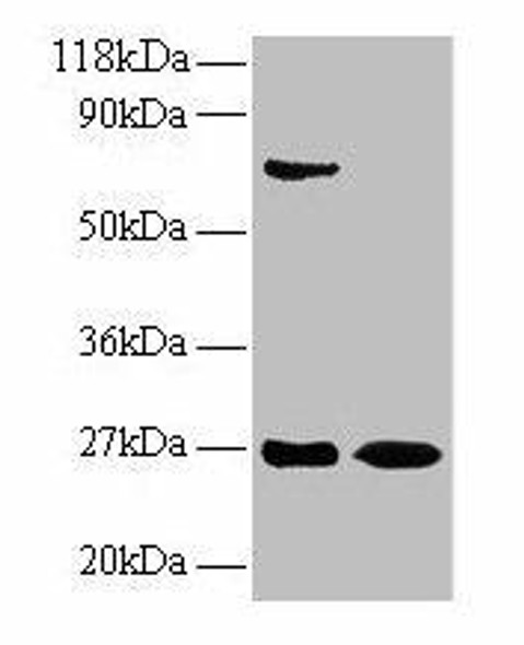 IFNG Antibody (PACO32200)