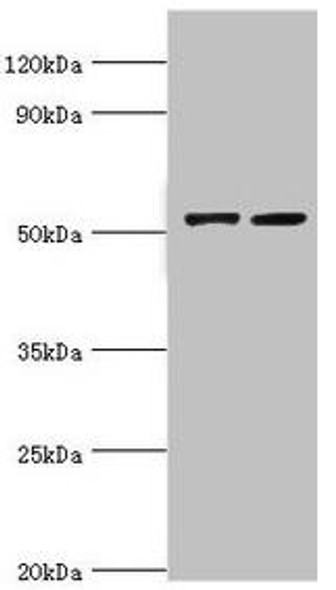 CBLC Antibody (PACO43702)