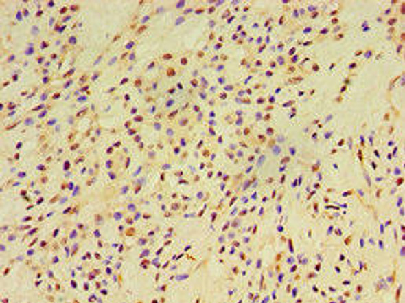 EXOC2 Antibody (PACO43736)