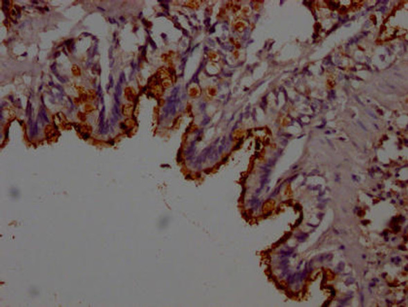 Lcn2 Antibody (PACO64291)