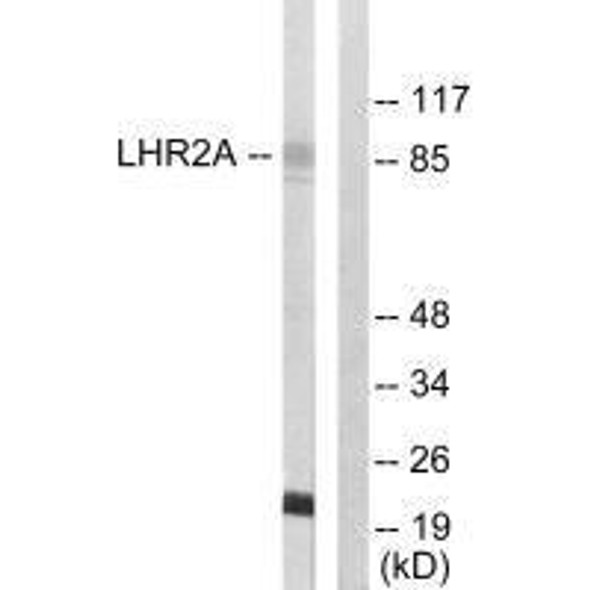VWA5A Antibody (PACO21677)