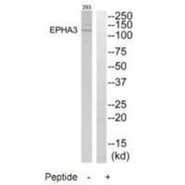 EPHA3 Antibody (PACO21764)
