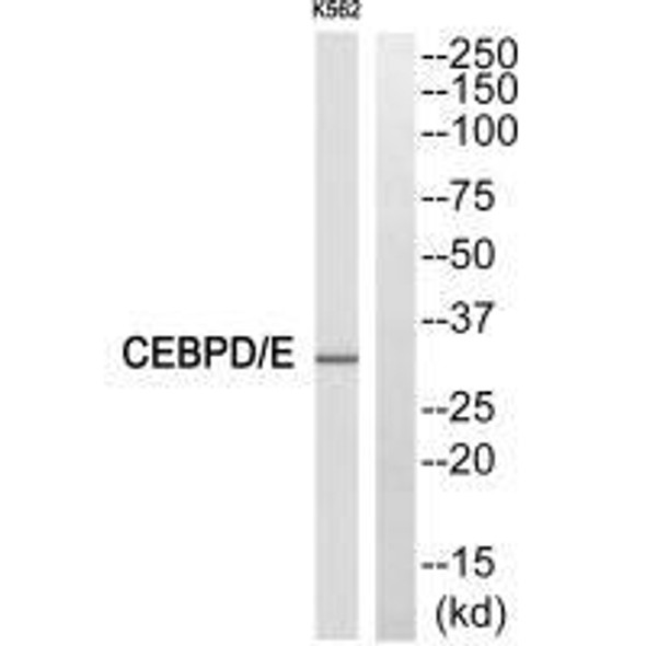 CEBPD Antibody (PACO21786)