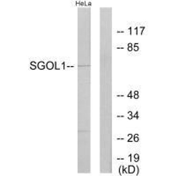 SGOL1 Antibody (PACO21875)