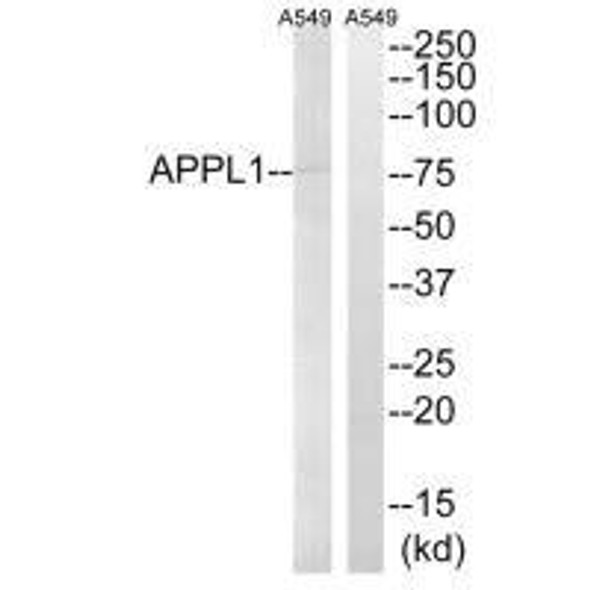 APPL1 Antibody (PACO22301)