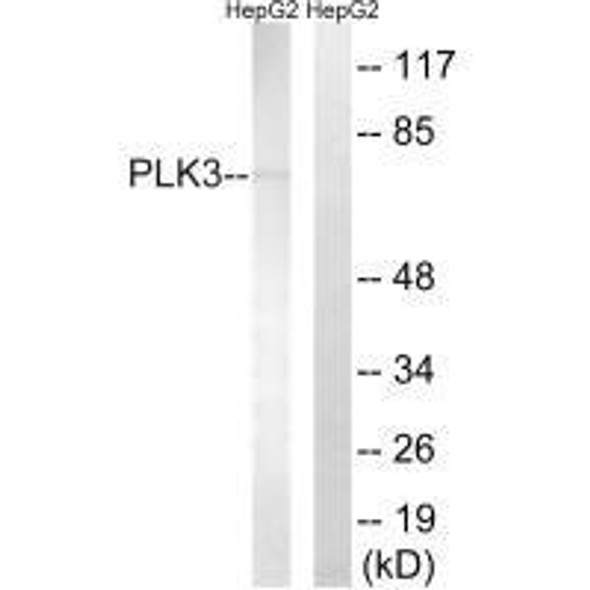 PLK3 Antibody (PACO22595)