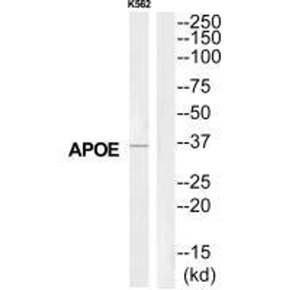 APOE Antibody (PACO22809)