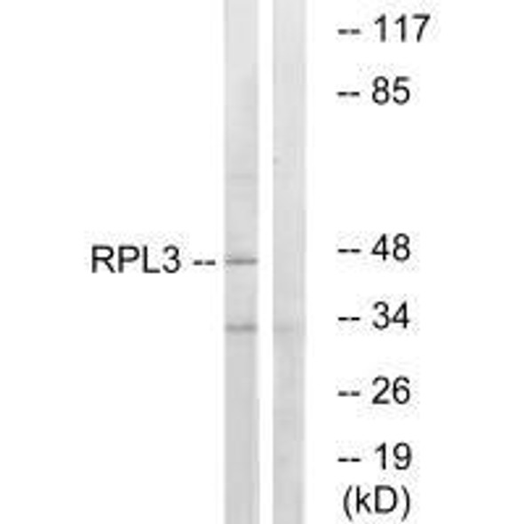 RPL3 Antibody (PACO23366)