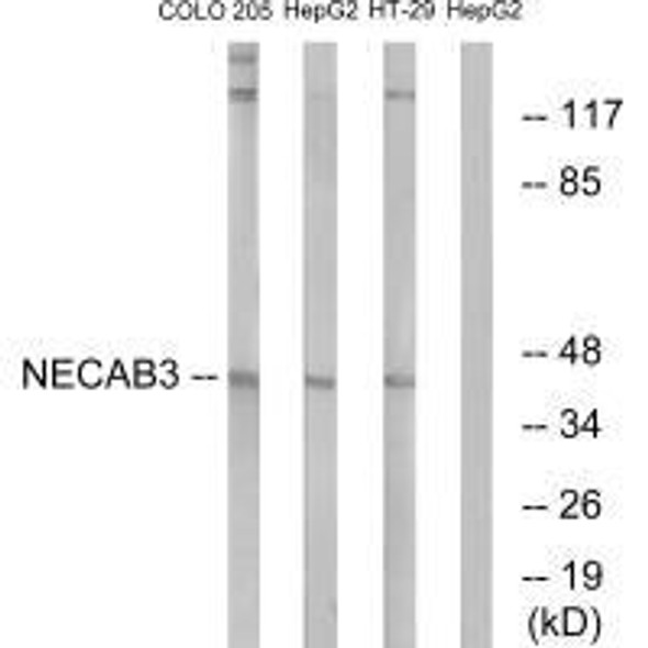 NECAB3 Antibody (PACO23379)