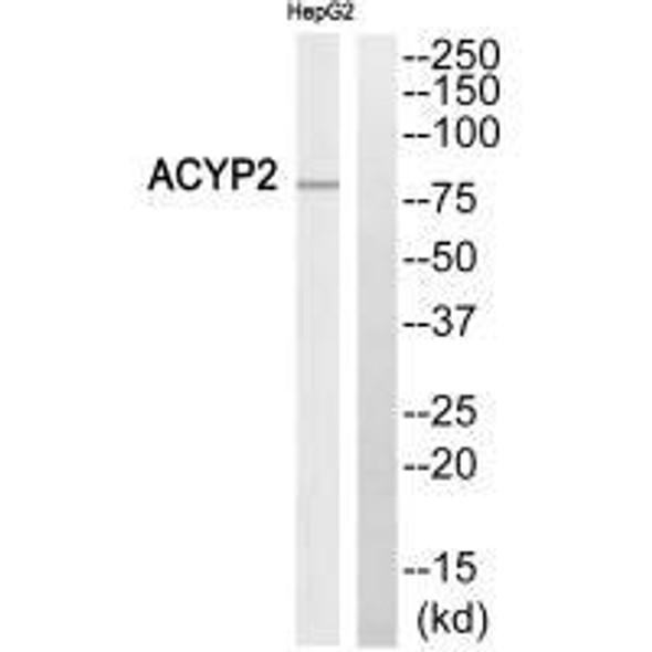 ABCB7 Antibody (PACO23391)