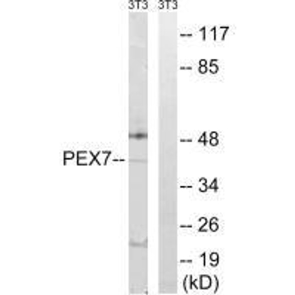 PEX7 Antibody (PACO23459)