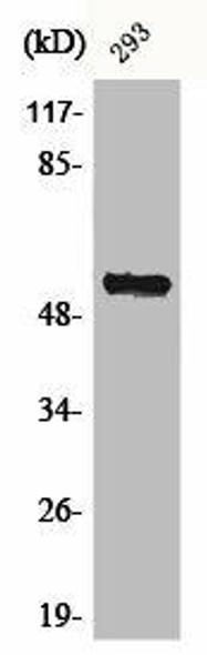 CHRNA5 Antibody (PACO00363)