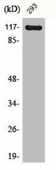 CACNA2D4 Antibody (PACO00495)