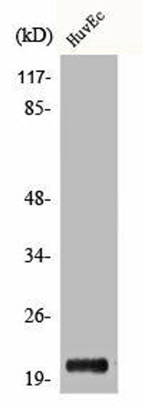 CBLN1 Antibody (PACO00586)