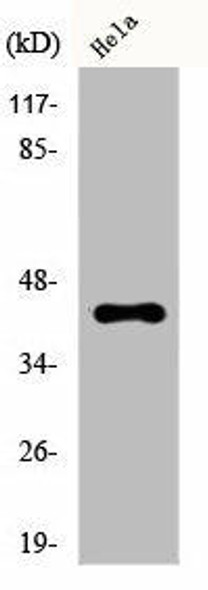 CREB1 Antibody (PACO00636)