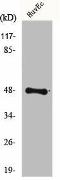 FOXD3 Antibody (PACO00818)