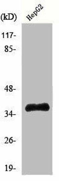 ELAVL2 Antibody (PACO00902)