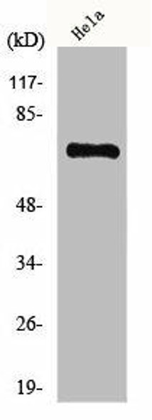 HKR1 Antibody (PACO00914)