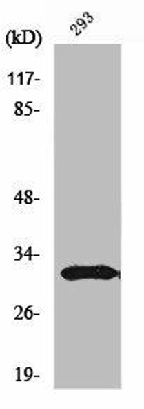 NFYB Antibody (PACO01171)