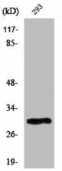 PIGX Antibody (PACO01340)