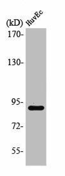 RBSN Antibody (PACO01389)