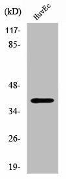 SFXN4 Antibody (PACO01499)