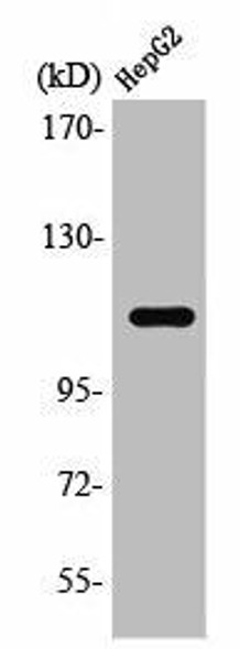 STAT2 Antibody (PACO01549)