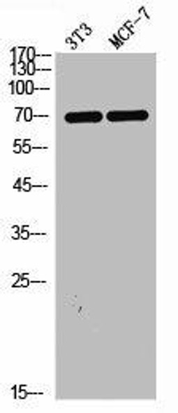 MAP3K7 Antibody (PACO01584)