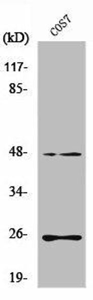 TGFB3 Antibody (PACO01619)