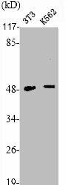 TNFRSF1B Antibody (PACO01640)